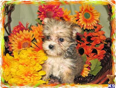 Puppies in KY